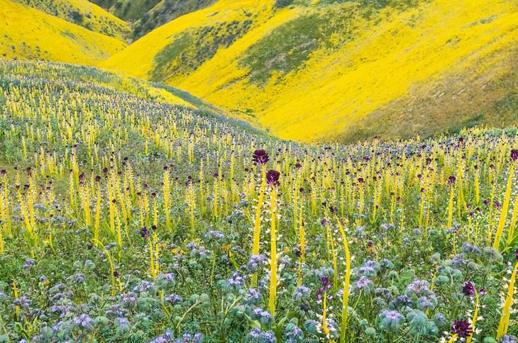Desert candle, Tansy phacelia detail left, Hillside daisy (Monolopia lanceolata), 2017 “Super Bloom,” Carrizo Plain National Monument, California