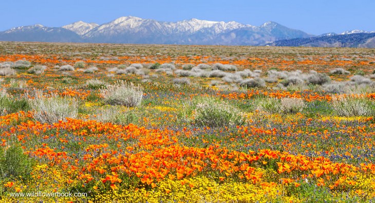 California poppies, Lupine and Desert goldfields, Antelope Valley California Poppy Reserve with San Bernadino Mountains in the background, California.