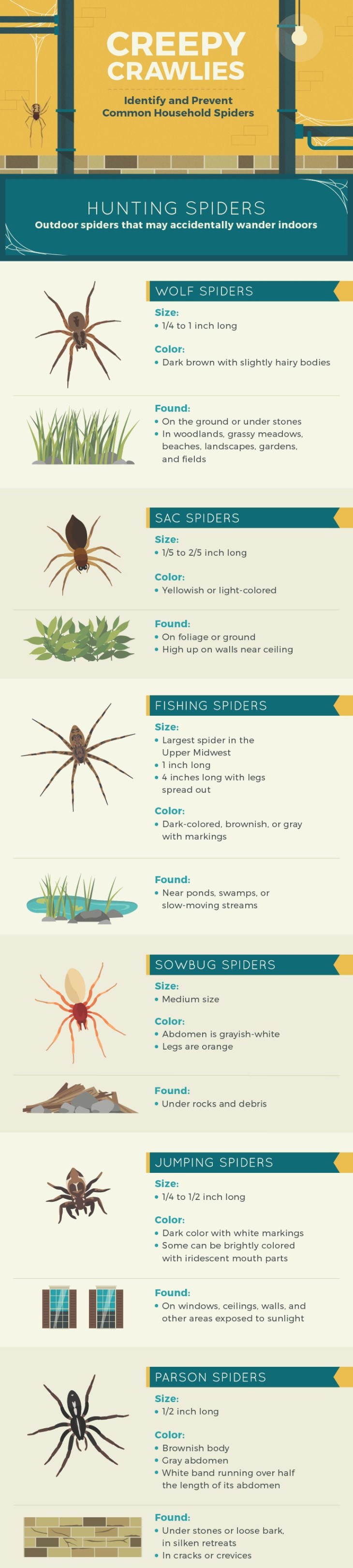 guide for identifying house spiders infographic