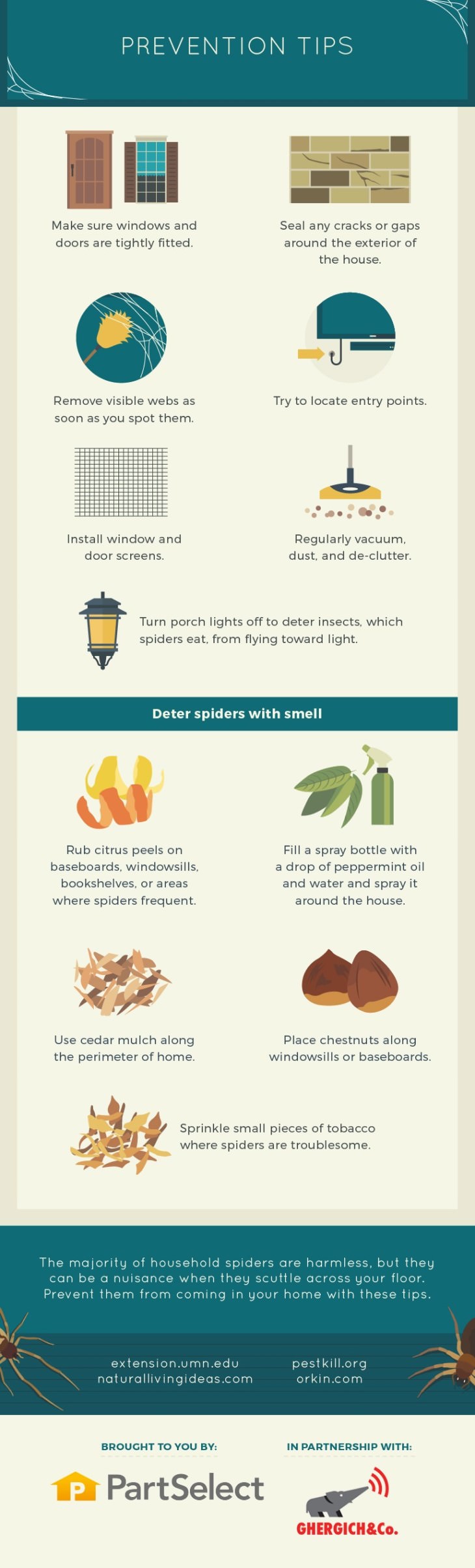 guide for identifying house spiders infographic