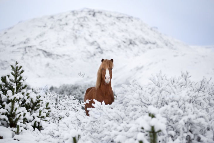 Icelandic Horses by Liga Liepina 