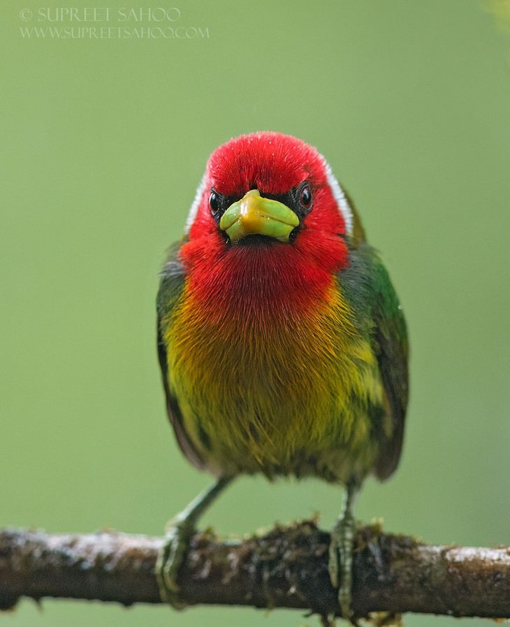incredible birds: Red-Headed Barbet