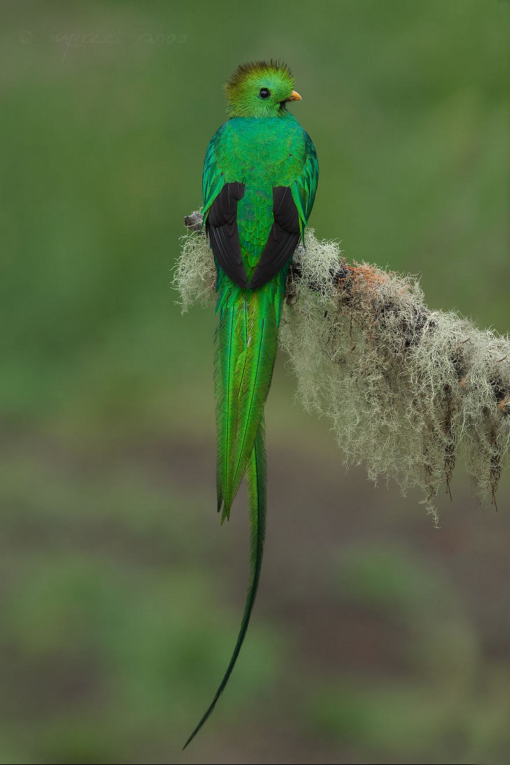 incredible birds: Resplendent Quetzal