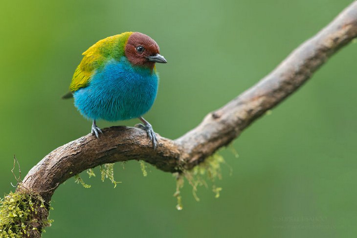 incredible birds: Bay-Headed Tanager