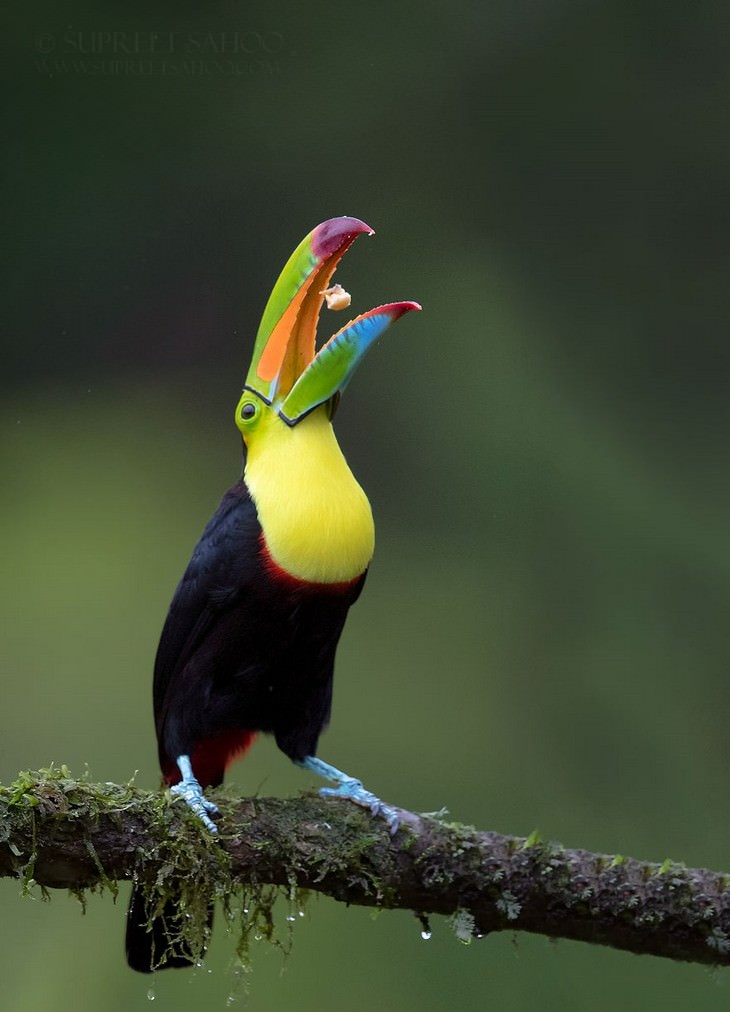 incredible birds: Keel-Billed Toucan