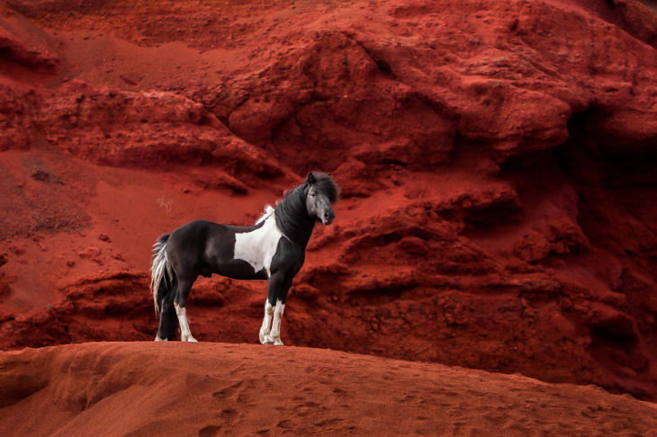 Icelandic Horses by Liga Liepina 