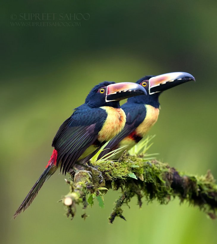 incredible birds: Collared Aracari