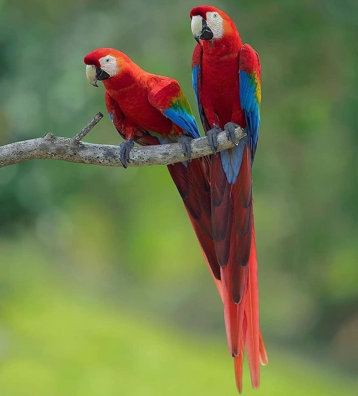 incredible birds: Scarlet macaw