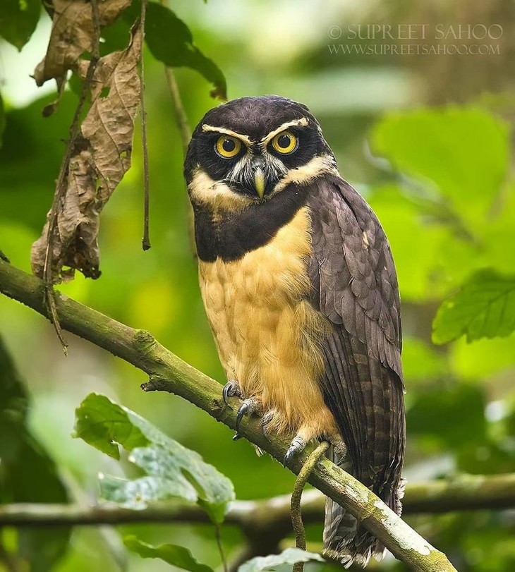incredible birds: Spectacled Owl