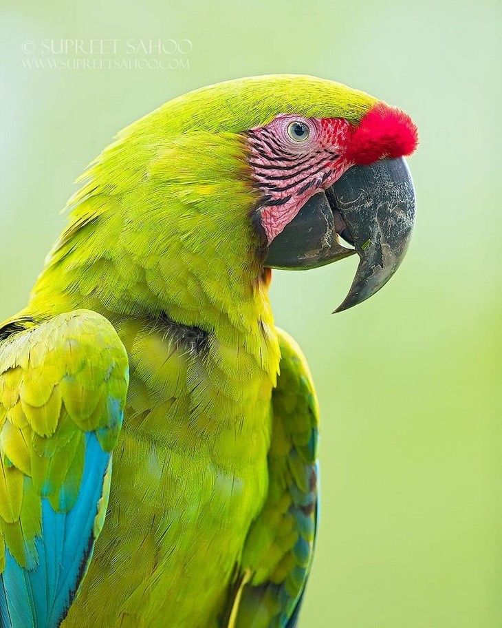 incredible birds: Great Green Macaw