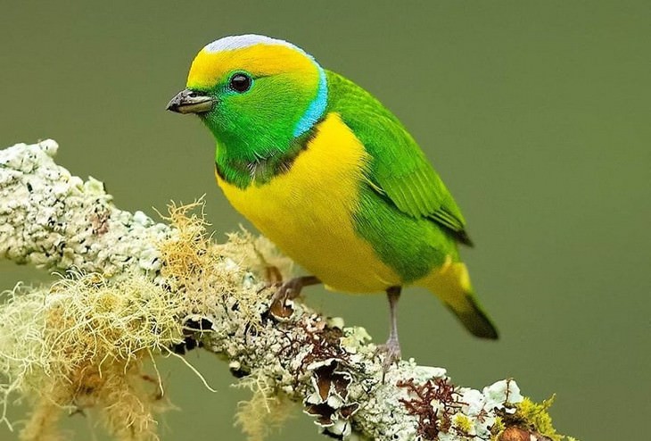 incredible birds: Golden-Browed Chlorophonia