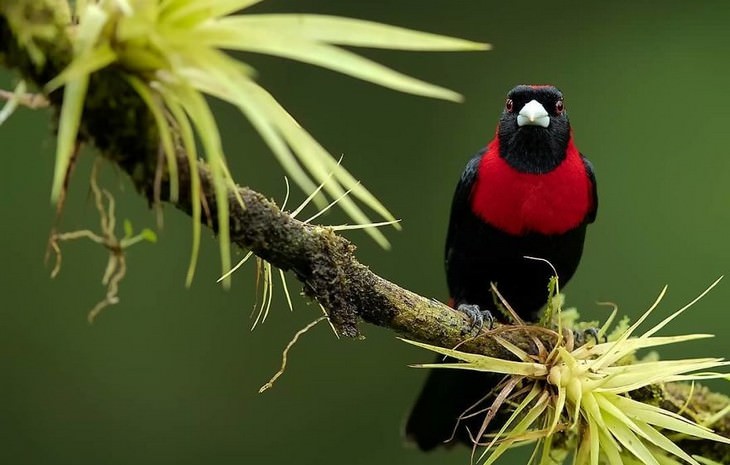 incredible birds: Crimson Collared Tanager