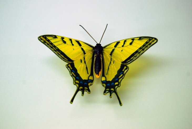 Laura Hart Glass Butterfly Sculptures Yellow Swallowtail