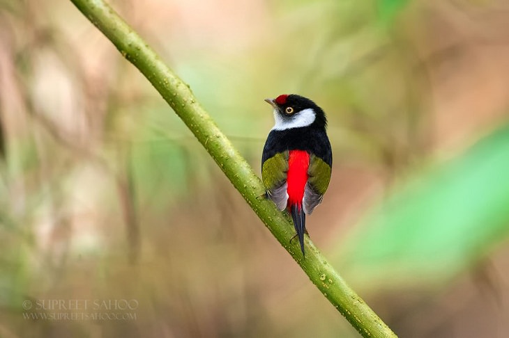 Beautiful Birds, Pin-Tailed Manakin