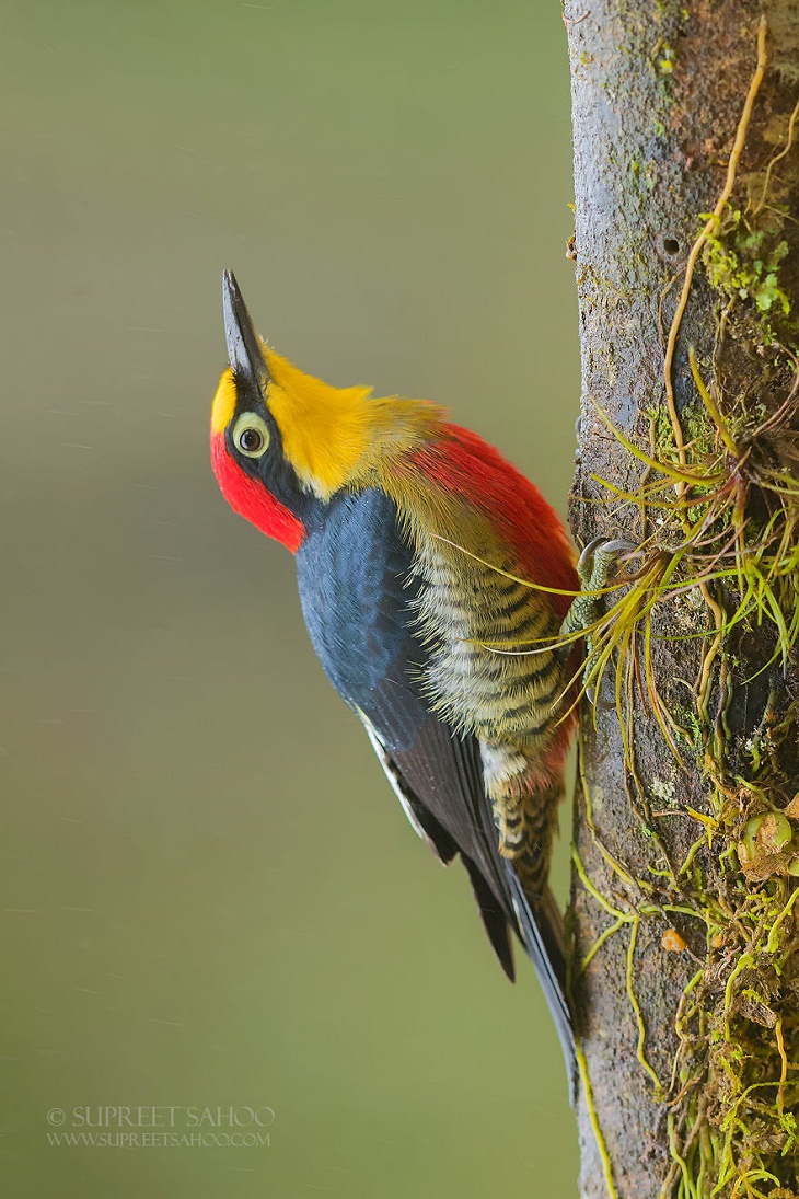 Beautiful Birds, Yellow-Fronted Woodpecker​