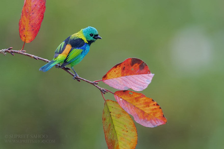 Beautiful Birds, Green-Headed Tanager