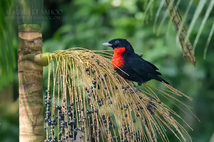 Beautiful Birds, Red-Ruffed Fruitcrow