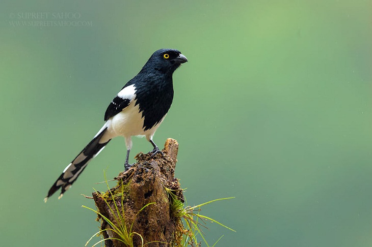 Beautiful Birds, Magpie Tanager