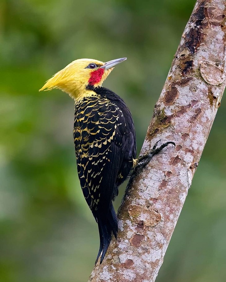 Beautiful Birds, Blonde-Crested Woodpecker​