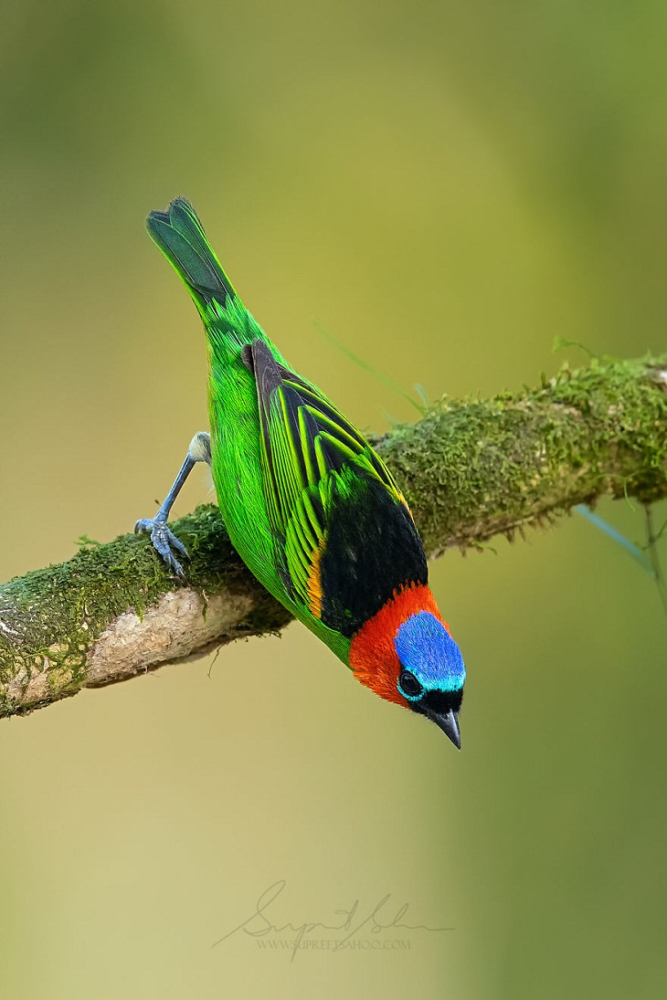 Beautiful Birds, Red-Necked Tanager