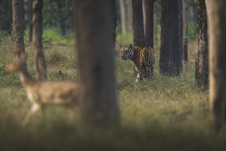 תמונות מתחרות צילום חיות בר לשנת 2020: טיגריס מביט על עופר ביער
