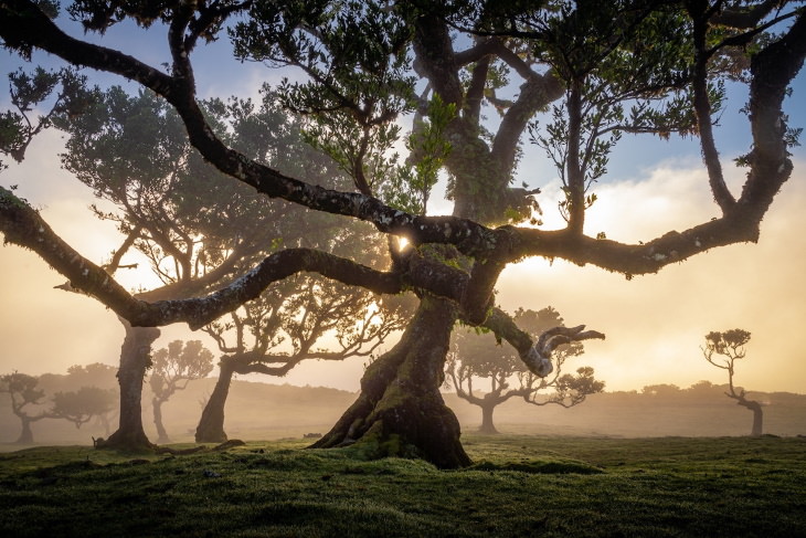 Fanal Forest Madeira by Albert Dros