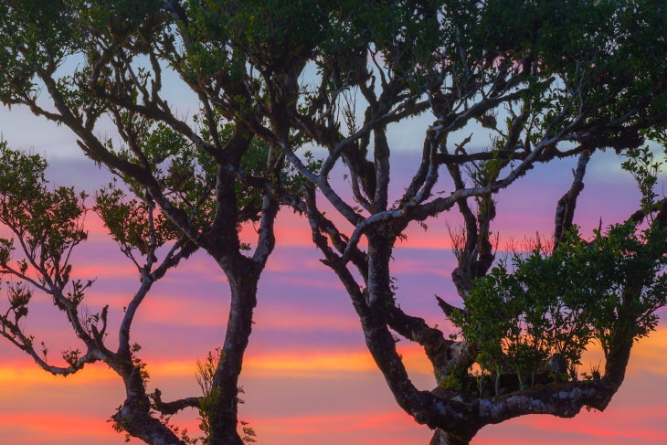 Fanal Forest Madeira by Albert Dros