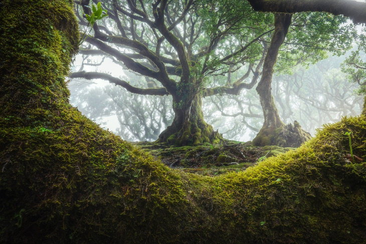 Fanal Forest Madeira by Albert Dros