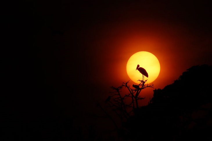 תמונות מתחרות צילום חיות בר לשנת 2020: ציפור עומדת על ענף, וברקע שקיעה ושמש