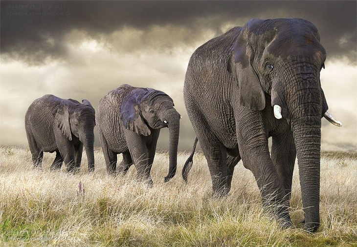 תמונות מתחרות צילום חיות בר לשנת 2020: 3 פילים הולכים אחד אחרי השני