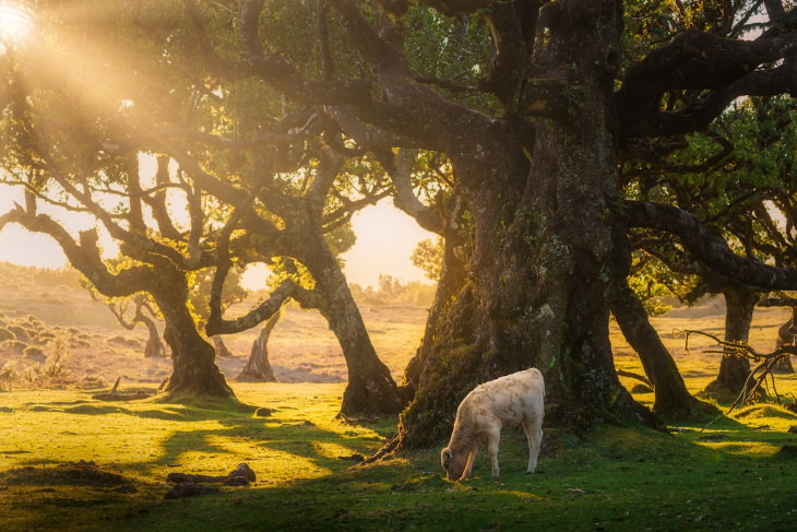 Fanal Forest Madeira by Albert Dros