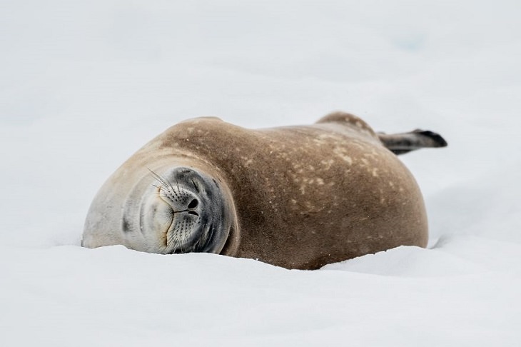 תמונות מתחרות צילום חיות בר לשנת 2020: כלב ים ודל שוכב על השלג ומחייך