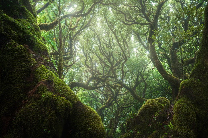 Fanal Forest Madeira by Albert Dros