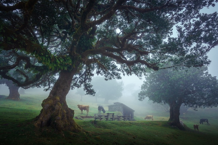 Fanal Forest Madeira by Albert Dros