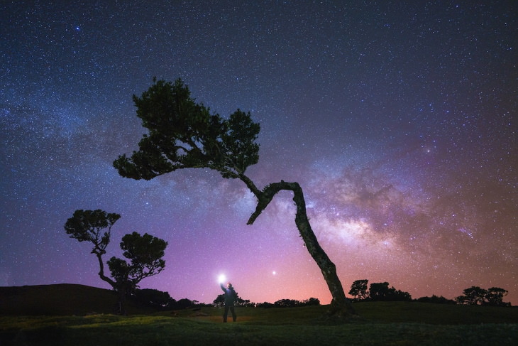 Fanal Forest Madeira by Albert Dros