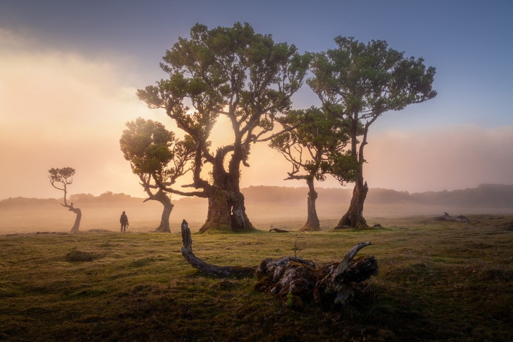 Fanal Forest Madeira by Albert Dros