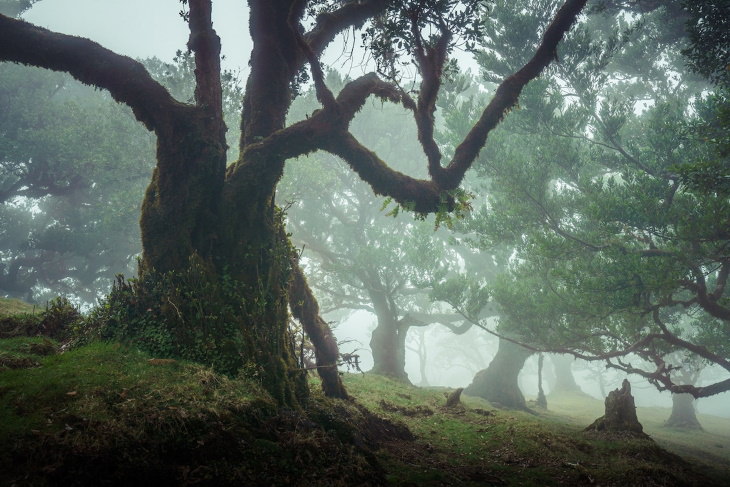 Fanal Forest Madeira by Albert Dros