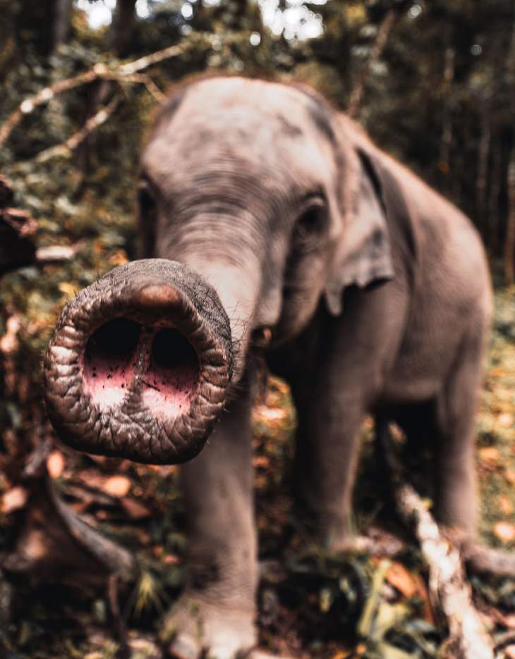 תמונות מתחרות צילום חיות בר לשנת 2020: פיל שחדקו קרובה למסך