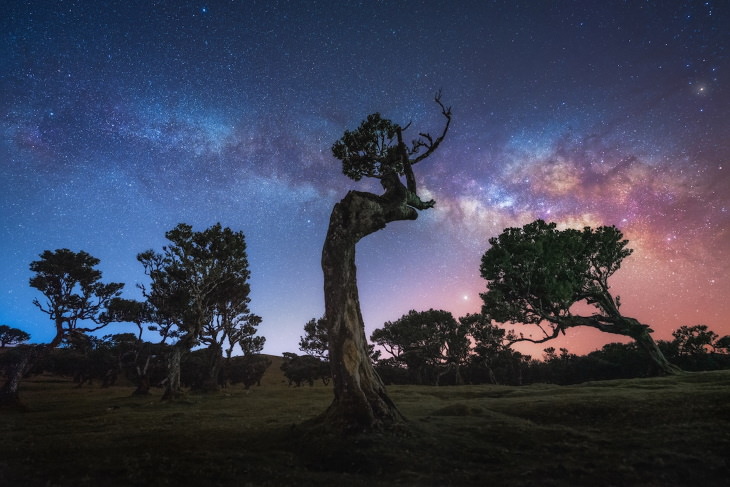 Fanal Forest Madeira by Albert Dros