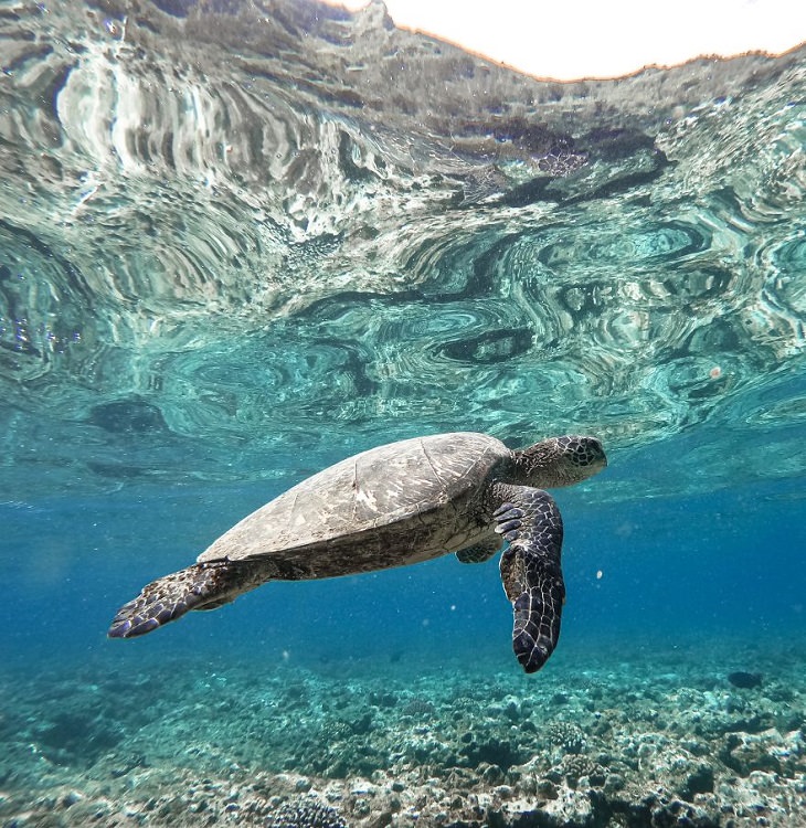 תמונות מתחרות צילום חיות בר לשנת 2020: צב שוחה במים