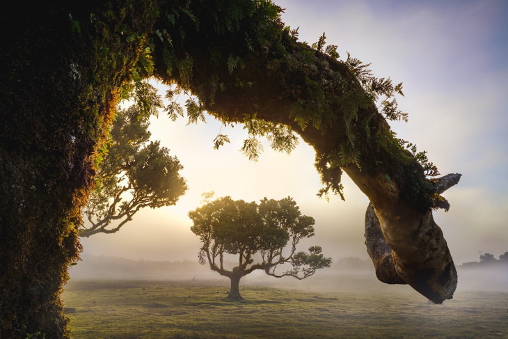 Fanal Forest Madeira by Albert Dros