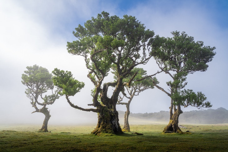 Fanal Forest Madeira by Albert Dros