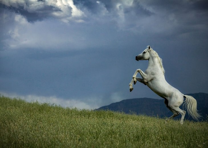 תמונות מתחרות צילום חיות בר לשנת 2020: סוס לבן מרים את רגליו, על רקע אחו ביום סגריר