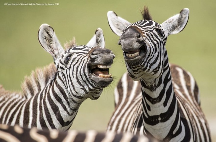 Funny Animal Pictures, zebras
