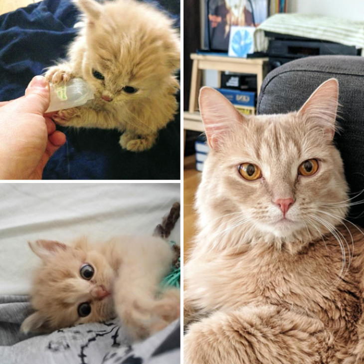 Photos of Kittens Before & After Adoption