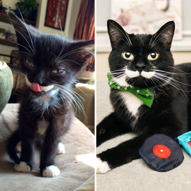 Photos of Kittens Before & After Adoption