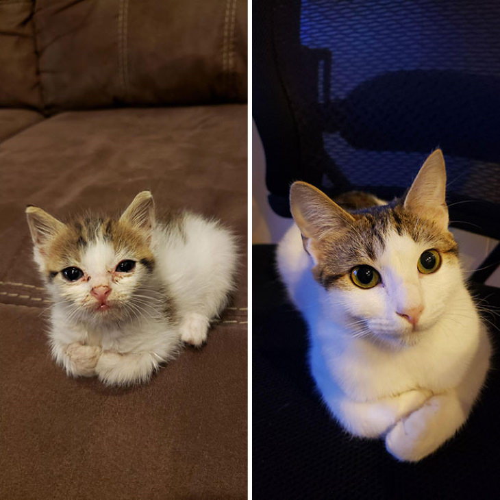 Photos of Kittens Before & After Adoption