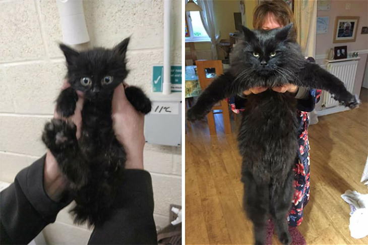 Photos of Kittens Before & After Adoption