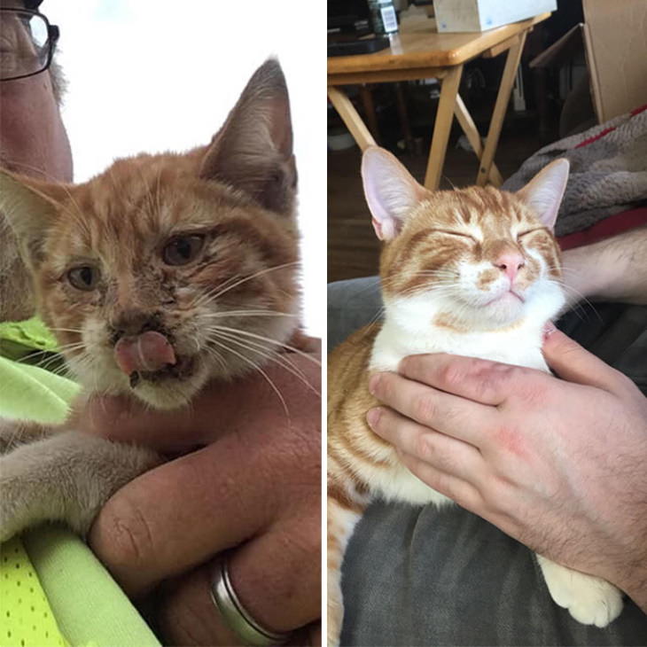 Photos of Kittens Before & After Adoption