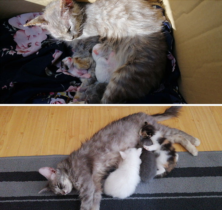 Photos of Kittens Before & After Adoption